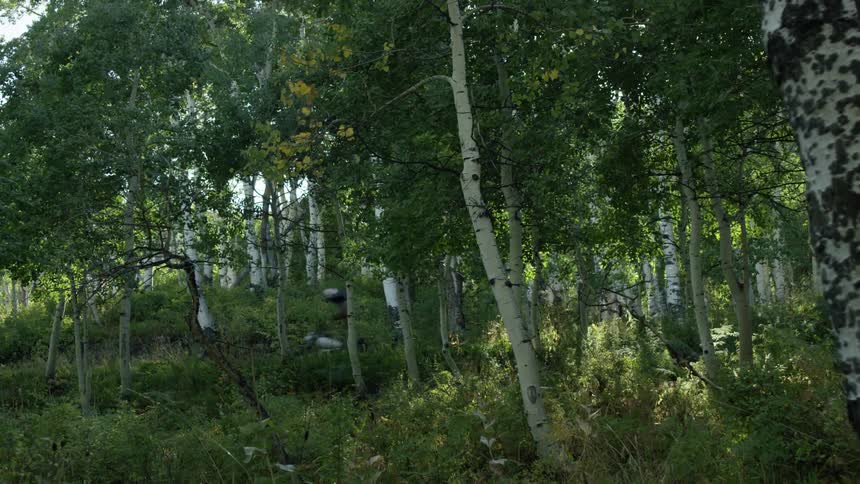 Person riding a bike through a lush green forest