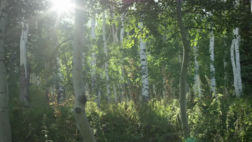 A person standing on a motorcycle is riding through a forest