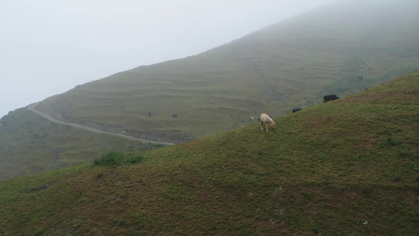 A sheep is grazing on the side of a grassy mountain near cattle