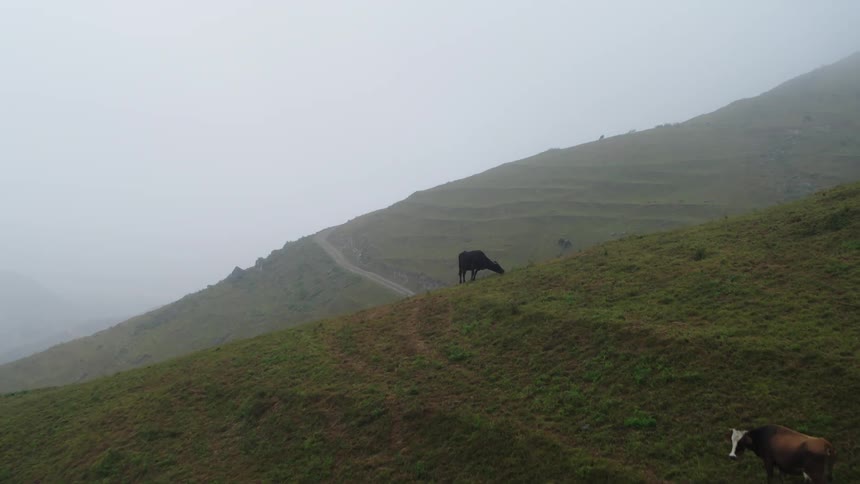 Horses and cows graze on the low grass of a mountain slope on a foggy day