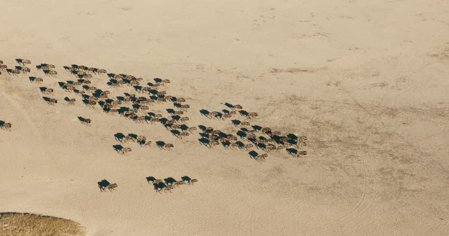 A herd of wildebeests run together across a sandy landscape