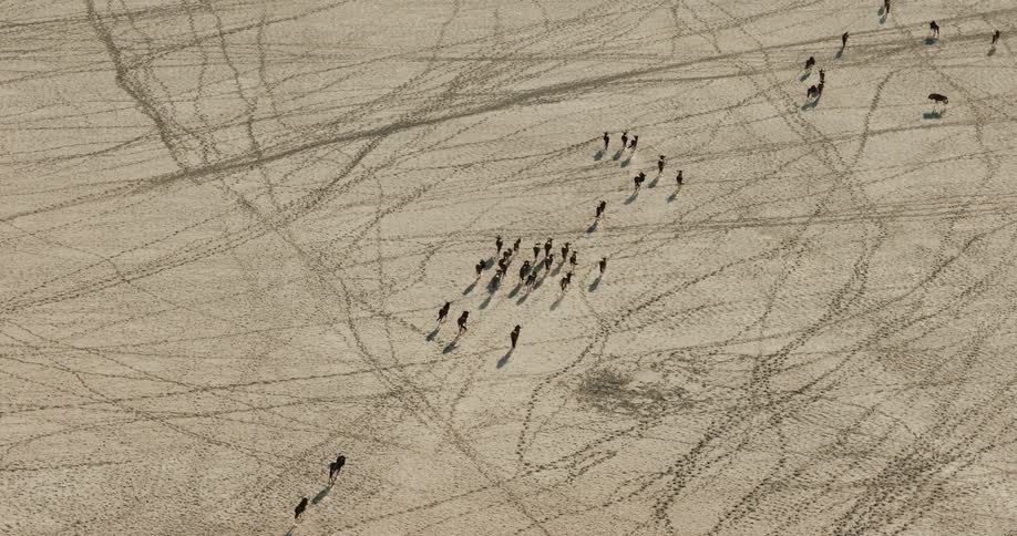 The herd of wildebeests cross a salt pan