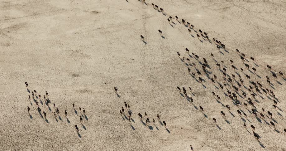 Aerial view of a herd of wildebeest running