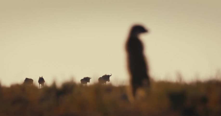 Mammals are walking in the grassland tundra at dusk