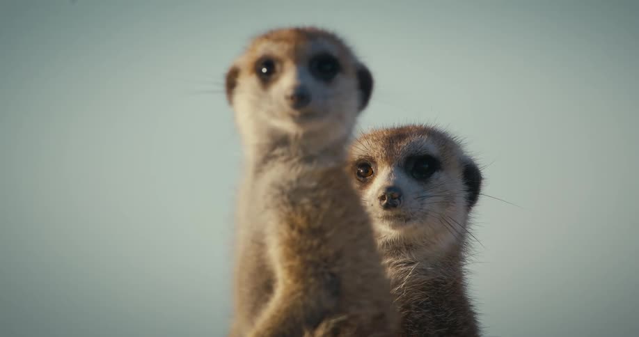A pair of meerkats stand outside while looking around alertly