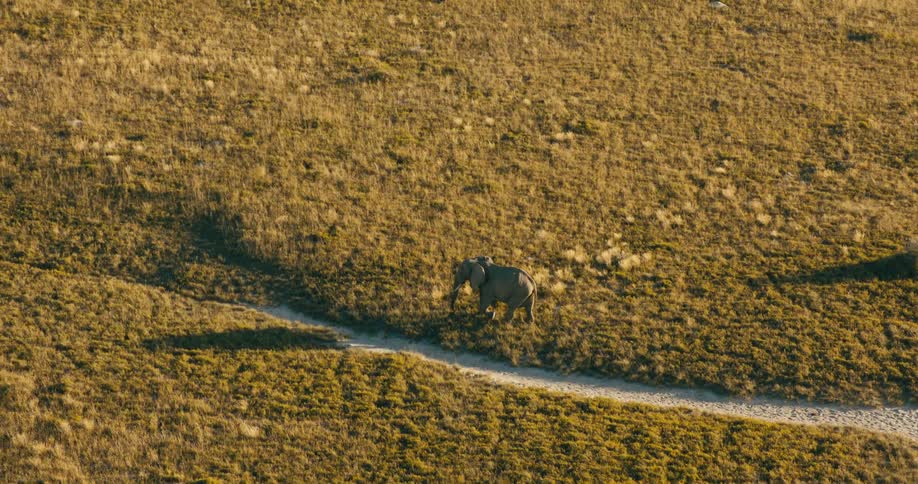 A large elephant slowly walks across the vegetation on a plain