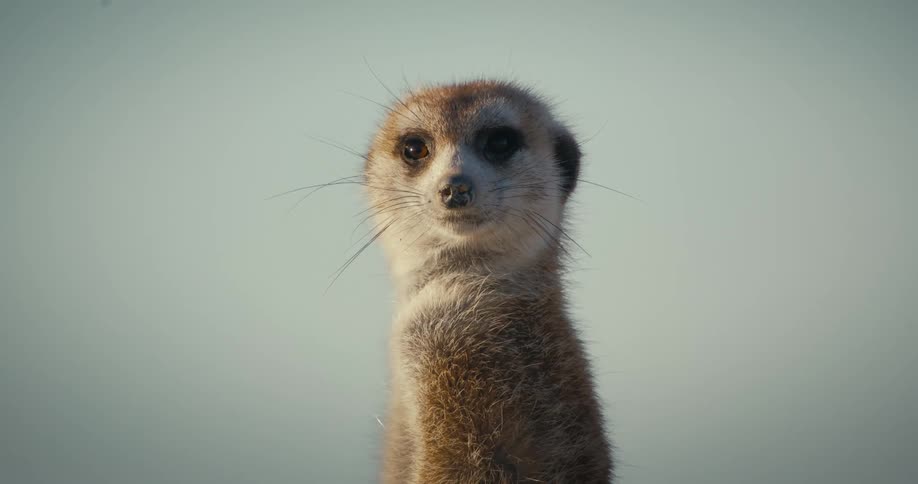 A single meerkat stands and looks around attentively at its surroundings