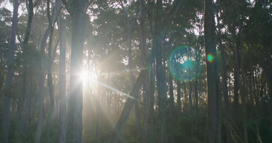 Sun during dusk or dawn appearing behind the trees of a forest