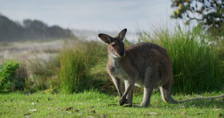 A lone kangaroo stands outdoors while alertly surveying its surroundings