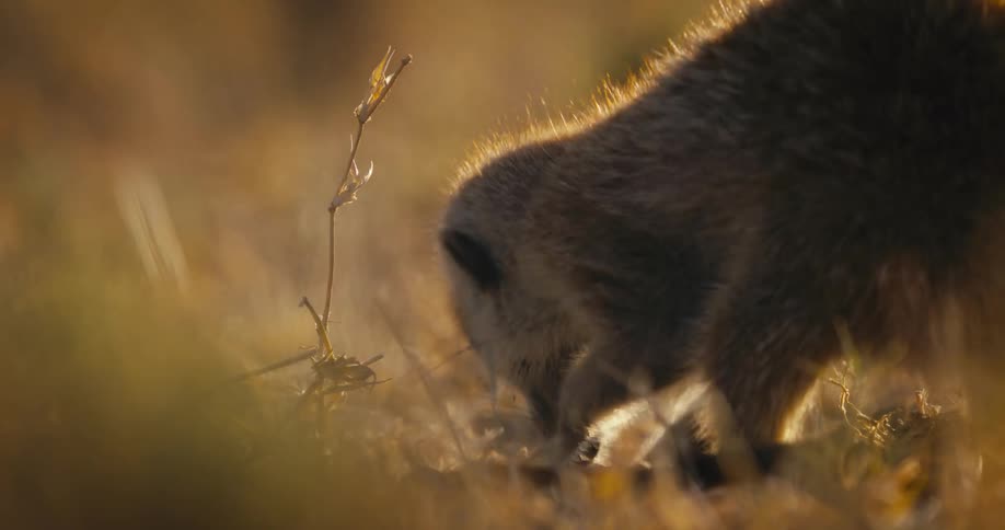 A meerkat digs in a field during the day