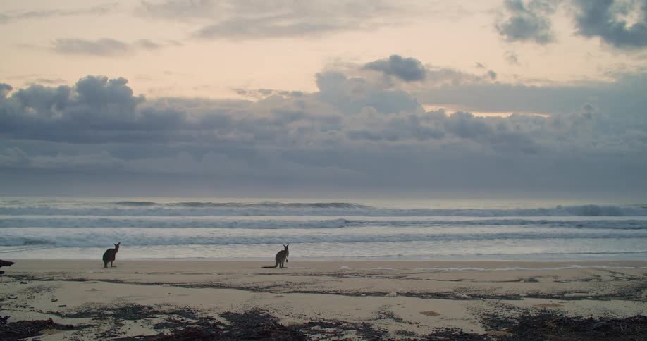 A pair of kangaroos stand on a sandy beach on a cloudy day