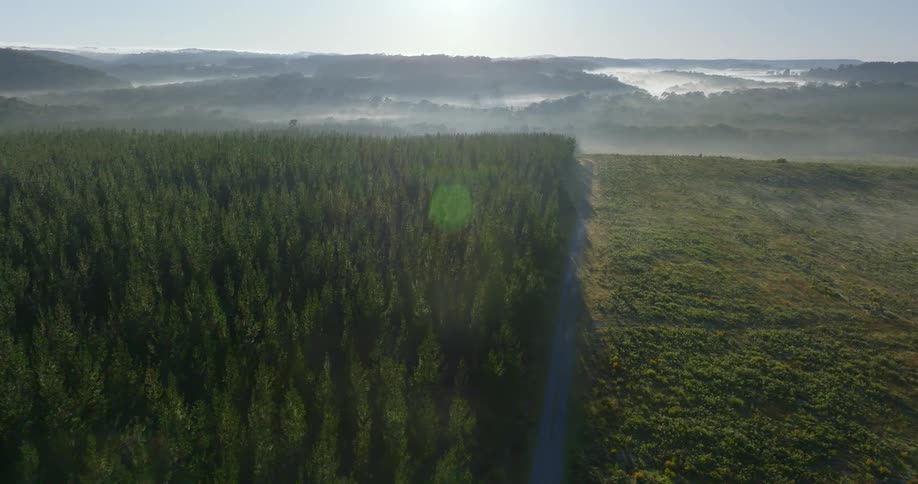 An aerial view shows a road that splits between a side with only fir trees and a side with only regular trees