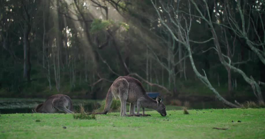 A kangaroo slowly grazes on grass while another one is nearby