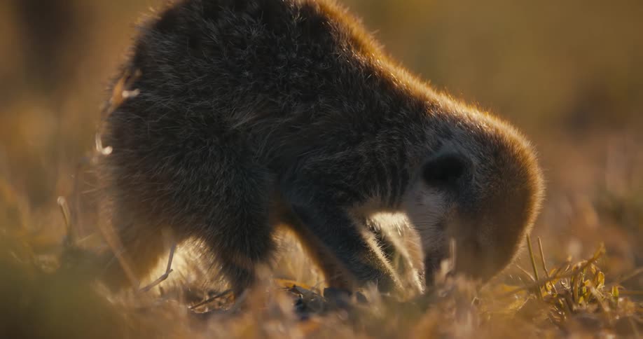 A small meerkat digs in the dirt on the ground to look for food