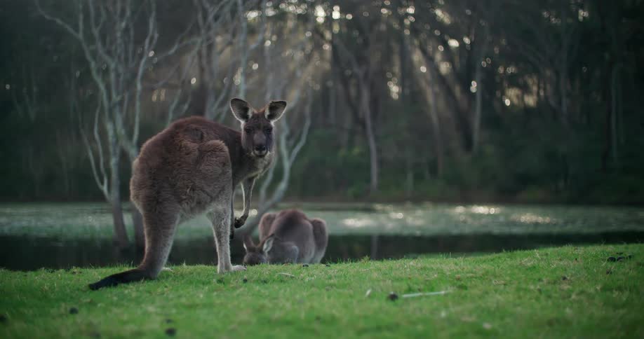 A kangaroo looks at the camera before turning and bounding away