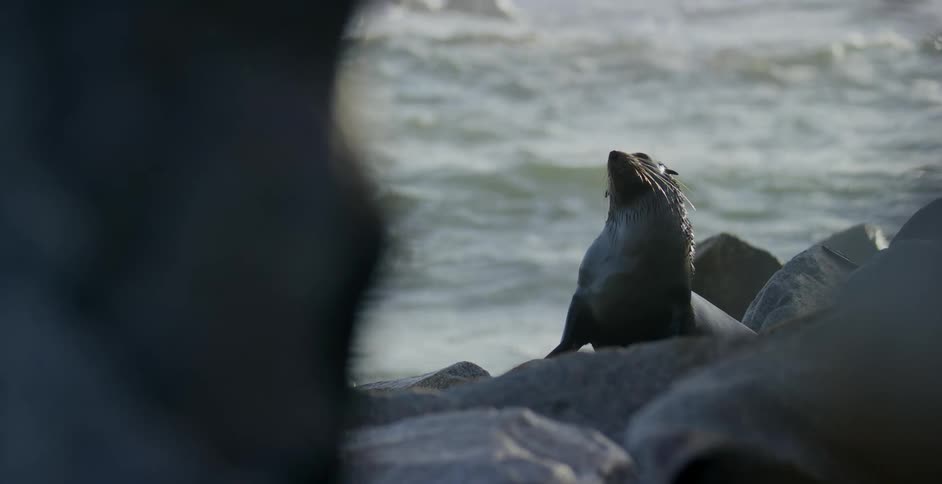 Seal lying on the rocks near the sea enjoying the sun light
