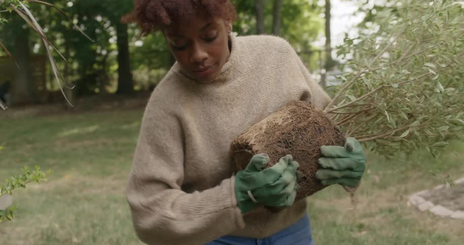 Woman kneeling on ground transplants bush from pot to prepared spot in the garden