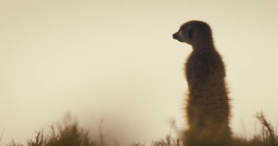 A lone meerkat stands upright and looks around attentively