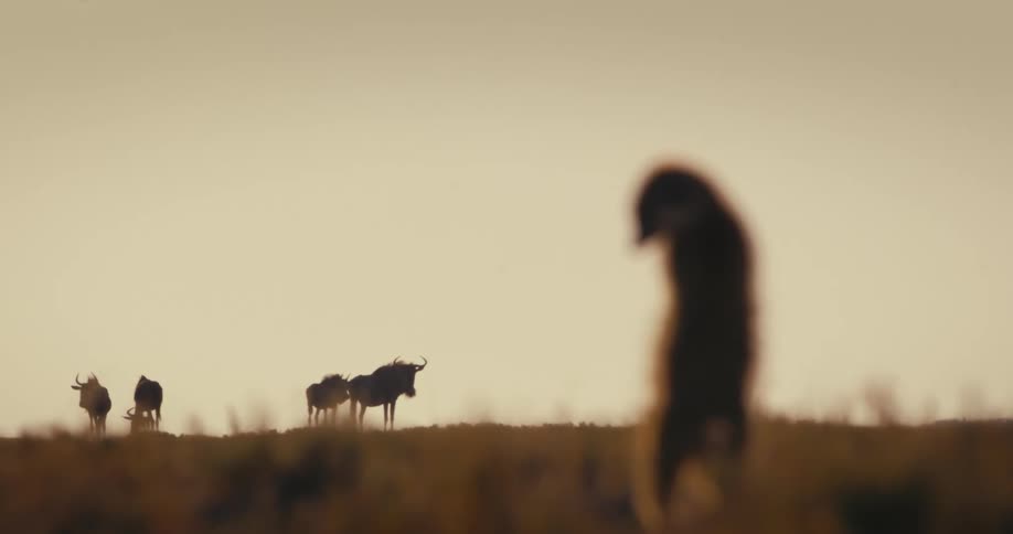 The silhouette of a meerkat stands attentively while wildebeest are nearby