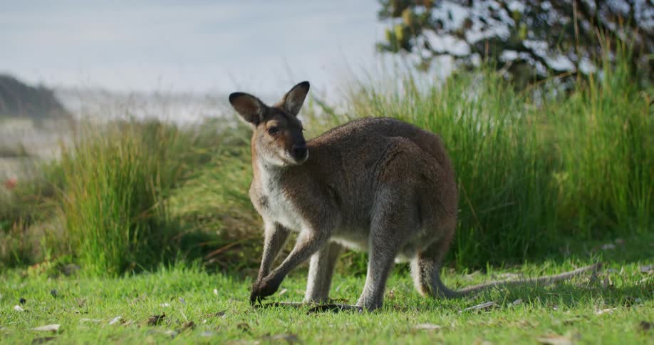 Wallaby digging on a grass field and then looking at a distance