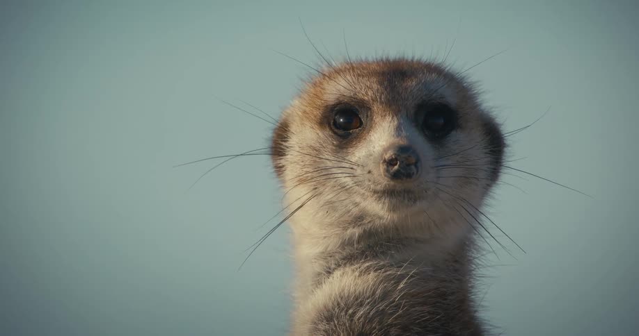 A meerkat looks into the camera and at its surroundings while outdoors during the day