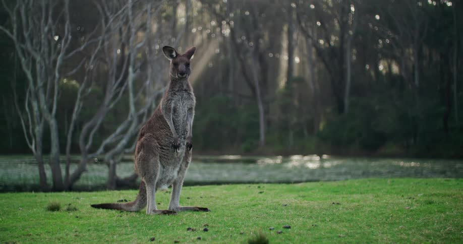 A kangaroo looks into the camera while standing in a field during the day