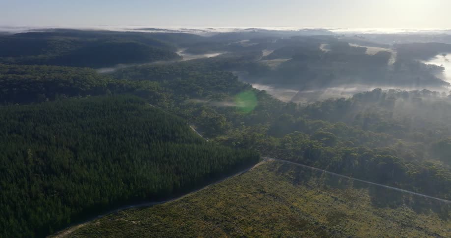 Aerial shot of forest area crossed by rivers