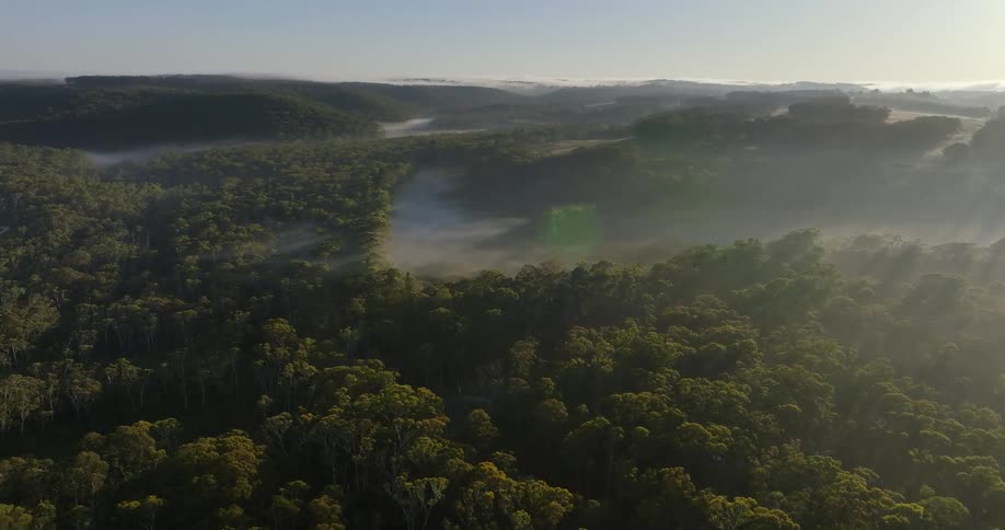 Forest surrounds water in valley near mountain range on foggy day