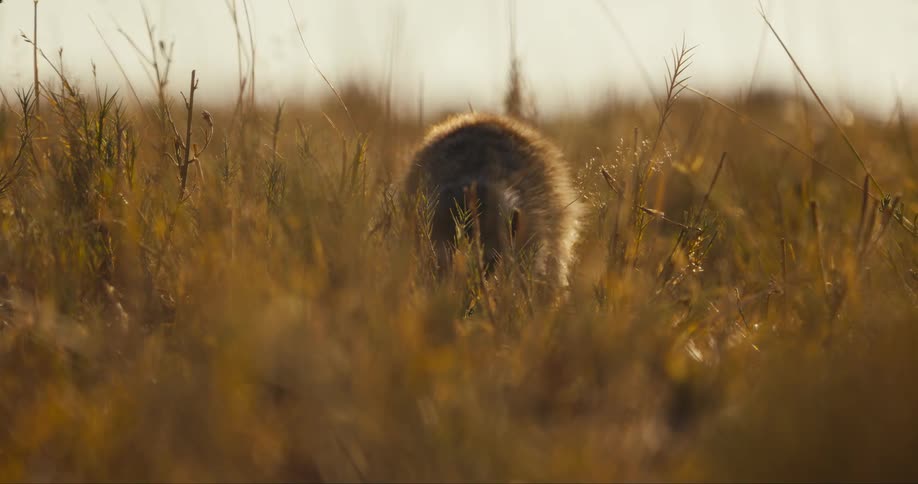 A lone meerkat works to dig up some food from the ground in a field