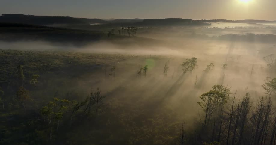 Fog covers the forest at sunrise