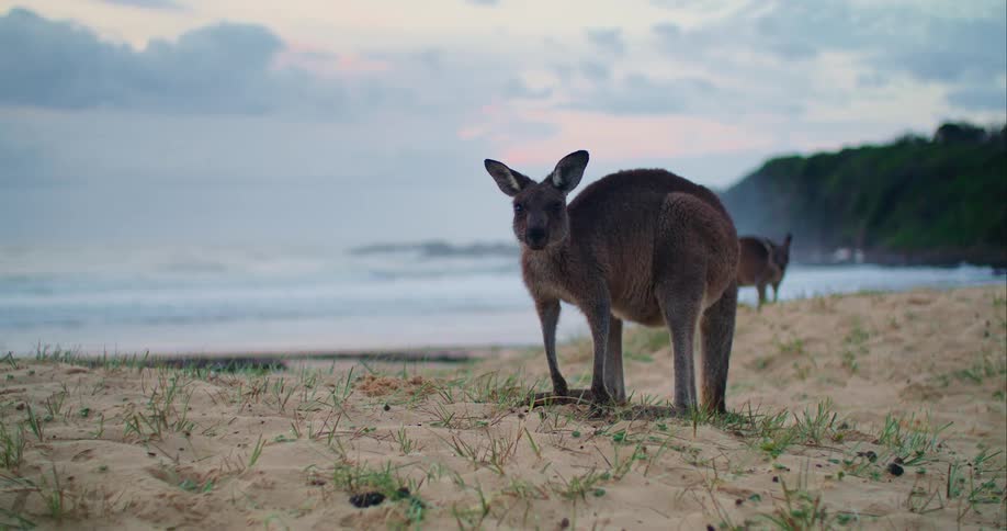 Two kangaroos stand on a sandy beach and look at the camera with curiosity