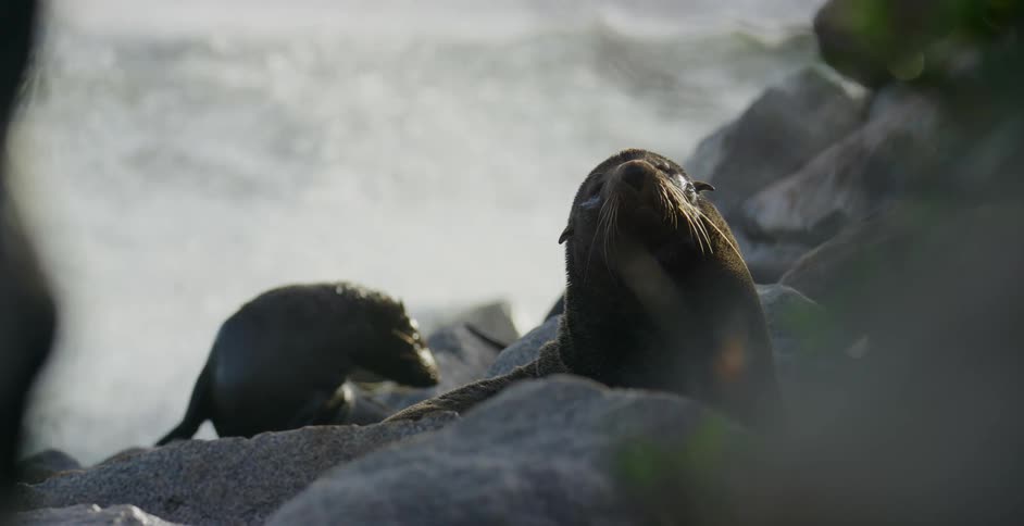 Two seals lying on the rocks next to the sea with waves crashing behind them