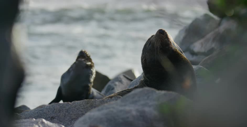Two adult seals resting on rocks near the sea on a sunny day