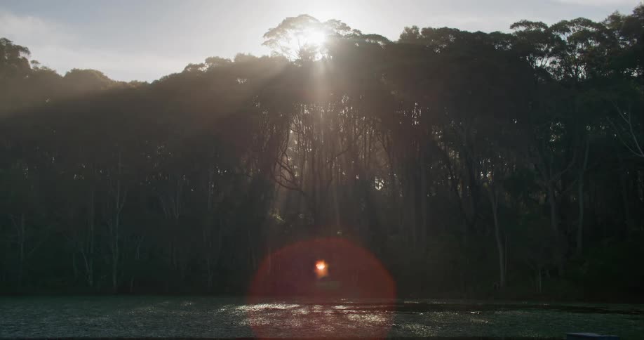 The sun rises above a grove of tall trees and its light shines brightly