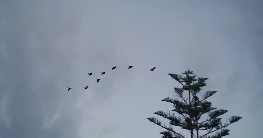 A flock of Black Cockatoo birds are flying across a cloudy sky and over trees