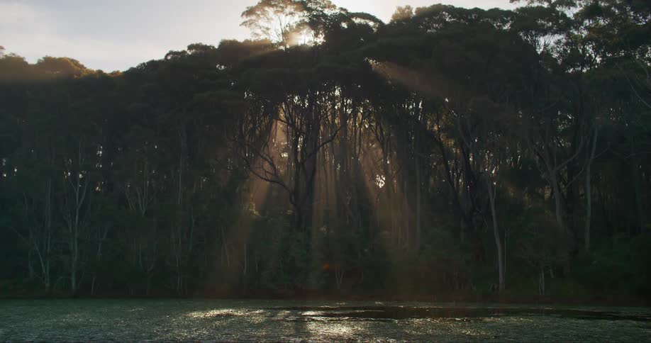 Rays of sunlight beam through a grove of very tall trees