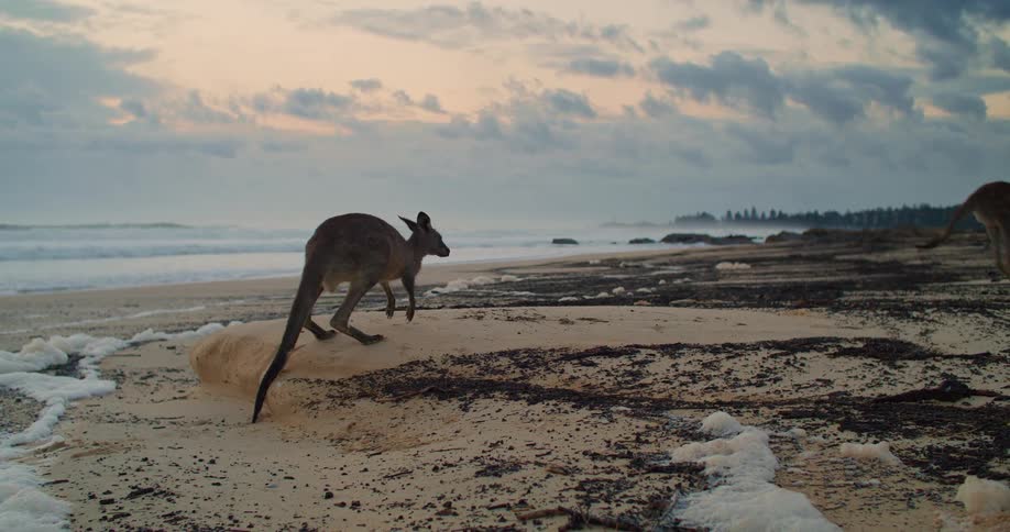 Kangaroos hop near ice patches on beach