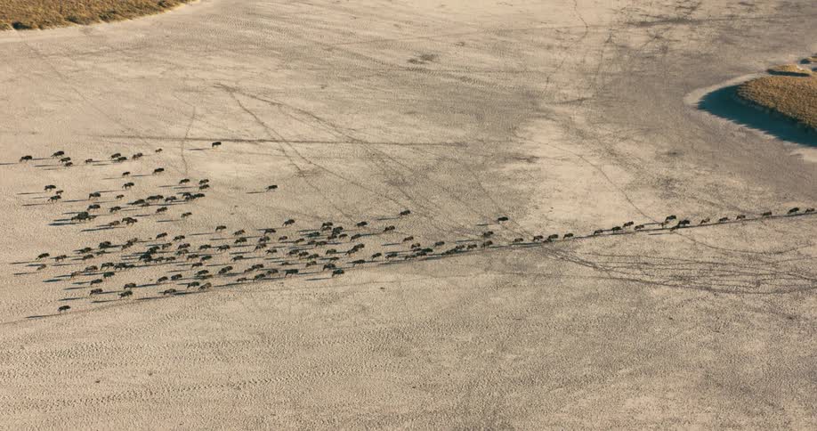 A herd of wildebeests run through a paved lot