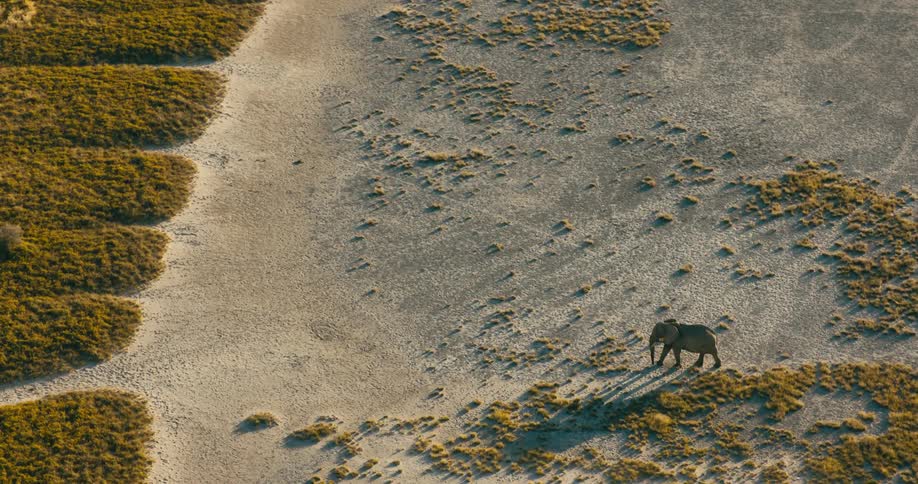 An elephant walks over a dry field with few plants
