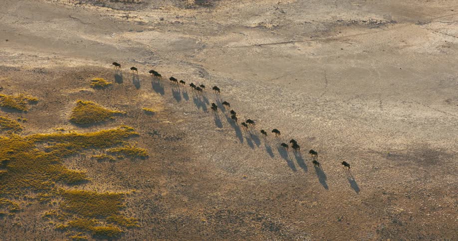 A herd of wildebeests walk through a dirt field