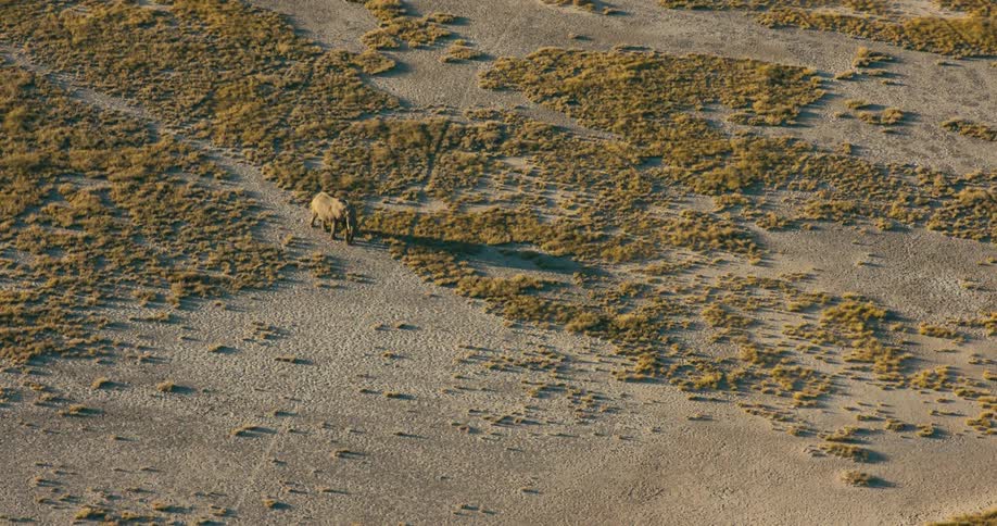 A large elephant slowly ambles across a dusty plain with sparse vegetation