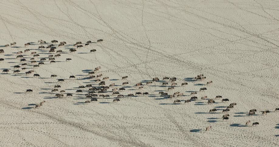 A large herd of wildebeests walks on a dry sandy field on a sunny day