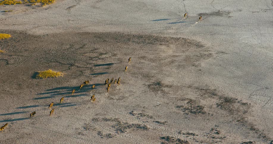 A herd of wildebeests run through a field