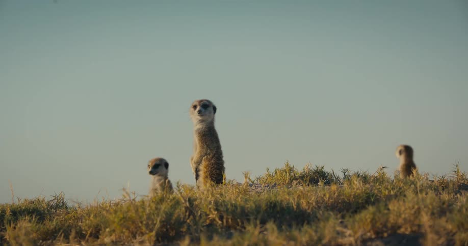 Meerkats standing up in the field looking around