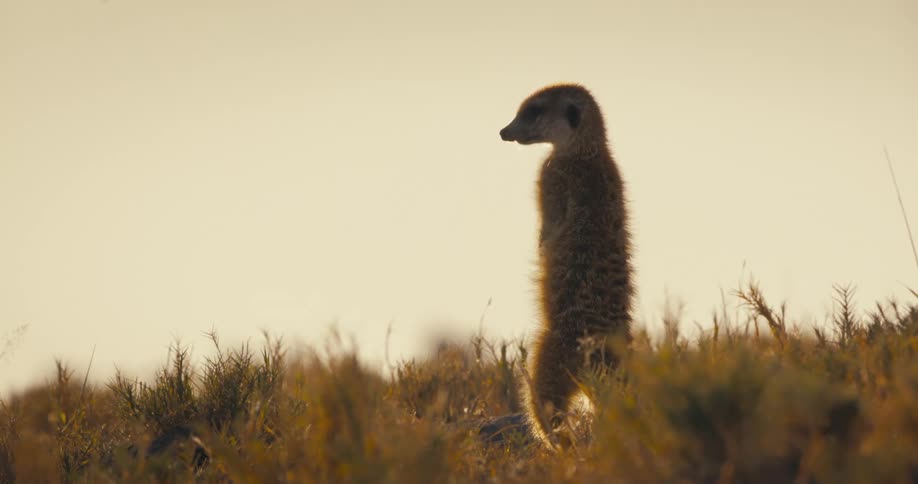 A meerkat stands up straight to look around at its surrounding in a grassland in the evening