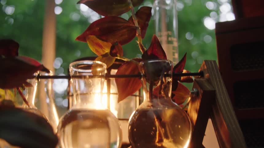 Plants root in glass containers near window