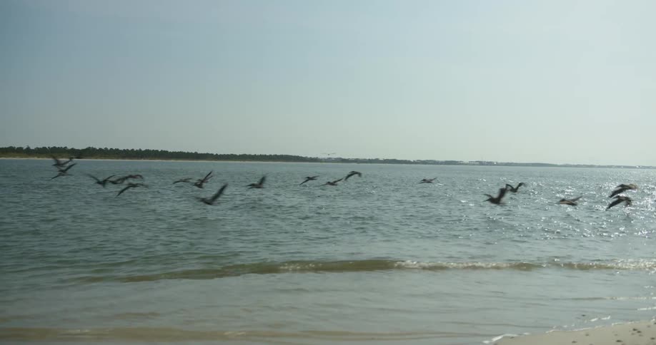 Bird landed and flying on the beach at the sand and over the water