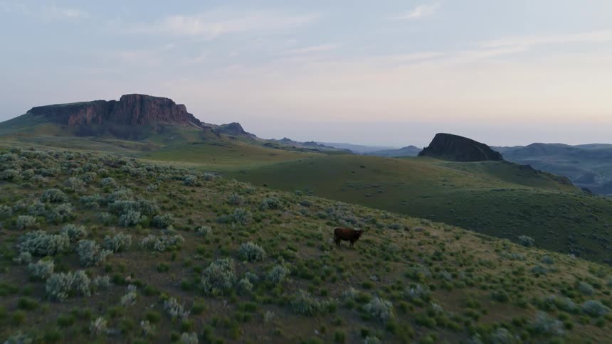 Free range cattle graze along idyllic countryside covered in small shrubs and green vegetation