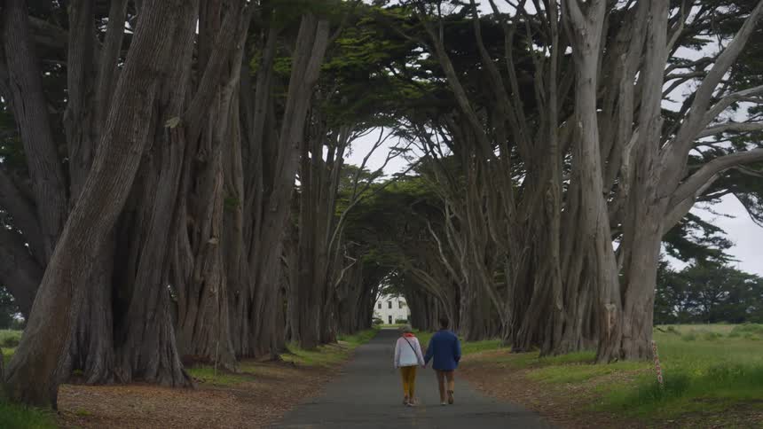 A man and woman walk together down a path that passes beneath a row of tall trees
