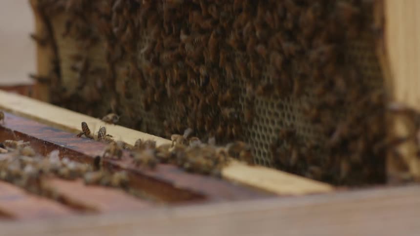 Male hands of a beekeeper tending to the bees
